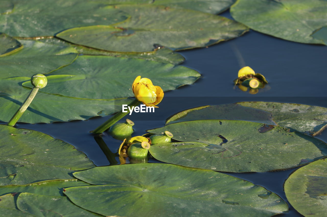 Close-up of lotus water lily in lake