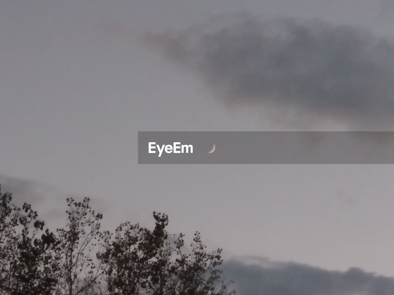 LOW ANGLE VIEW OF SILHOUETTE TREES AGAINST SKY