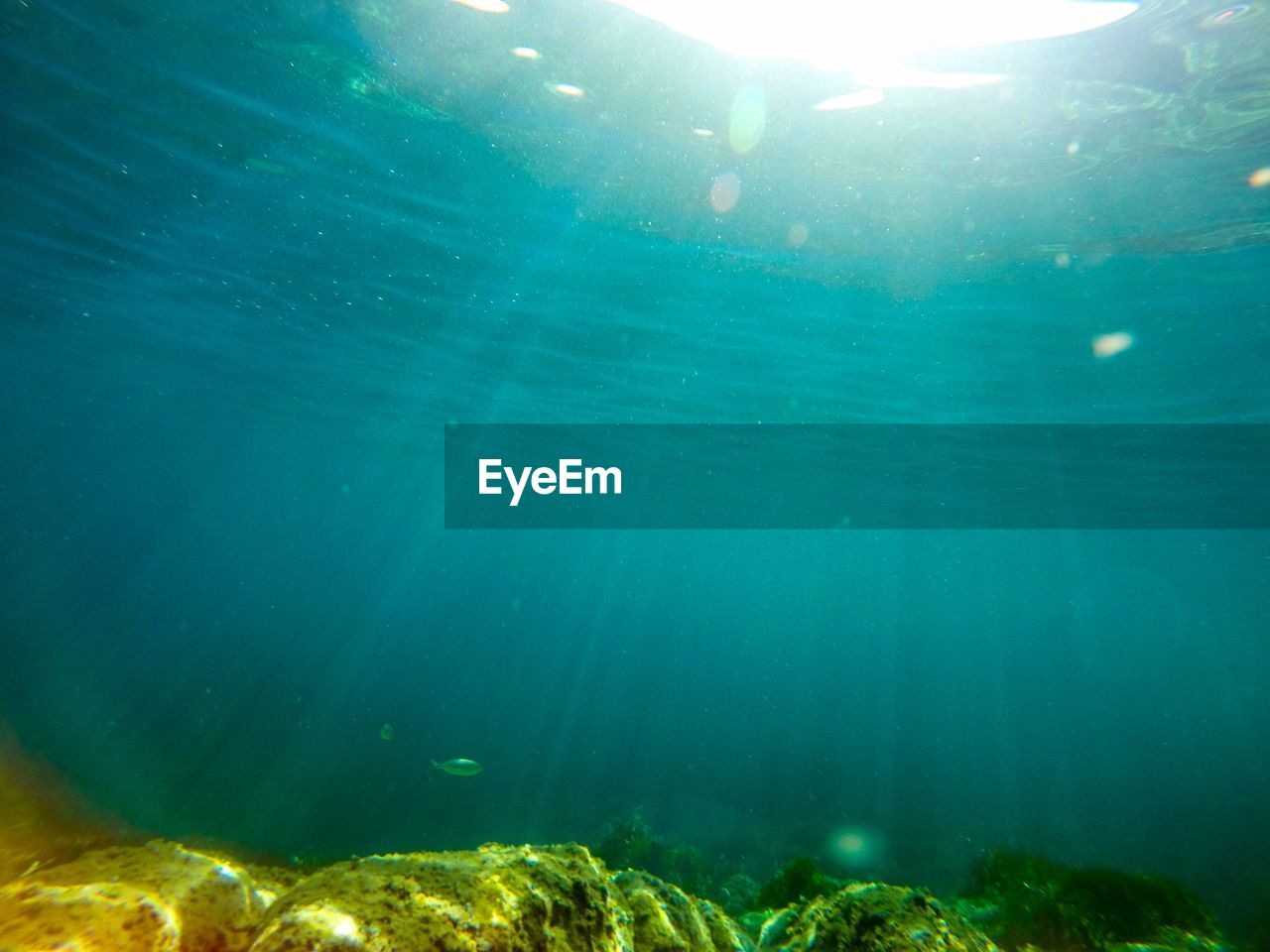 CLOSE-UP OF UNDERWATER SWIMMING IN SEA
