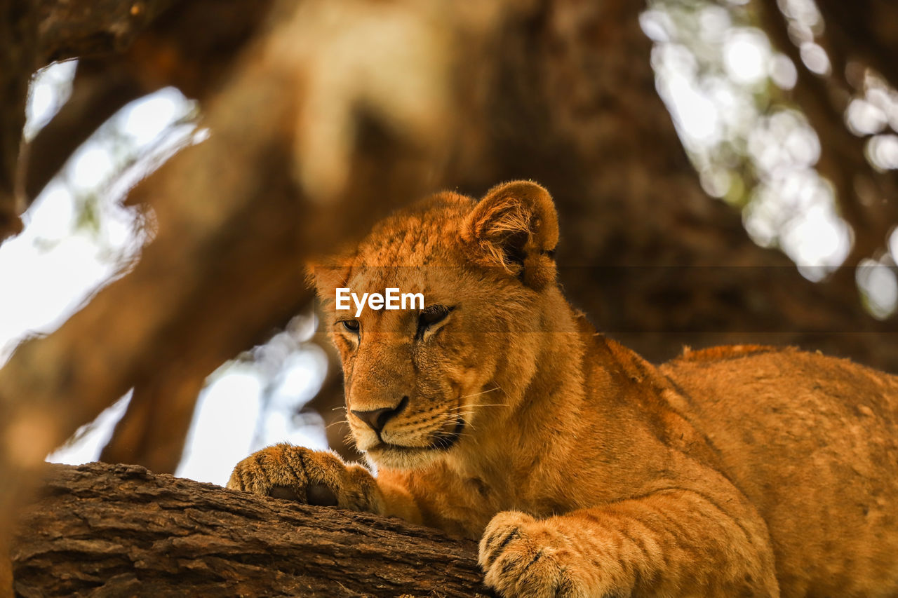 Lioness looking away