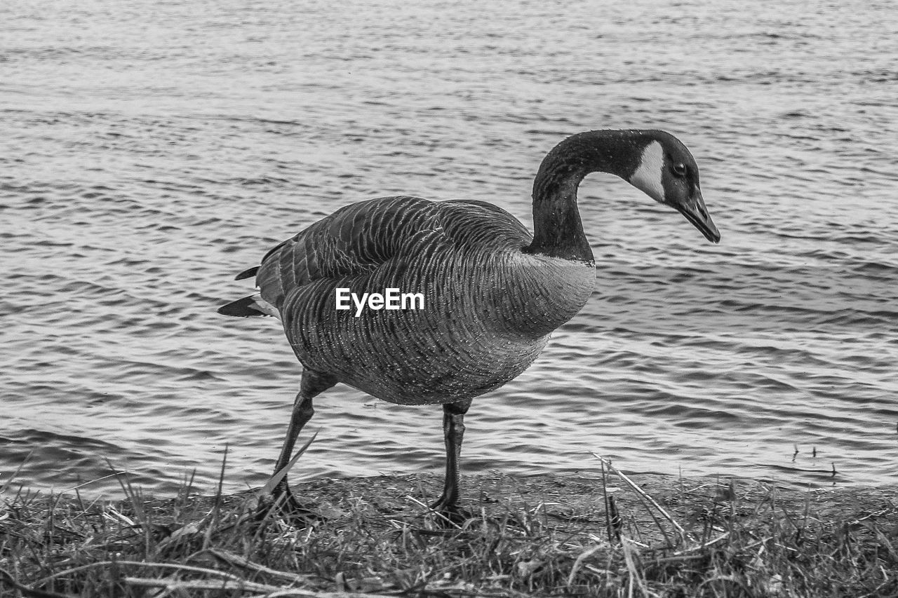 Close-up of goose in lake