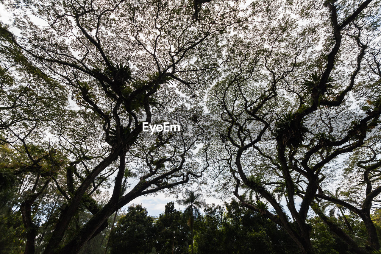 LOW ANGLE VIEW OF FLOWER TREES AGAINST SKY