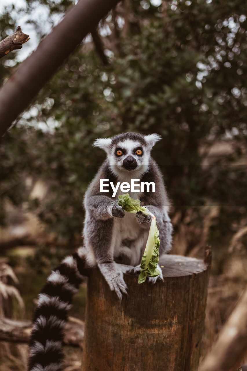 Portrait of lemur eating lettuce on tree