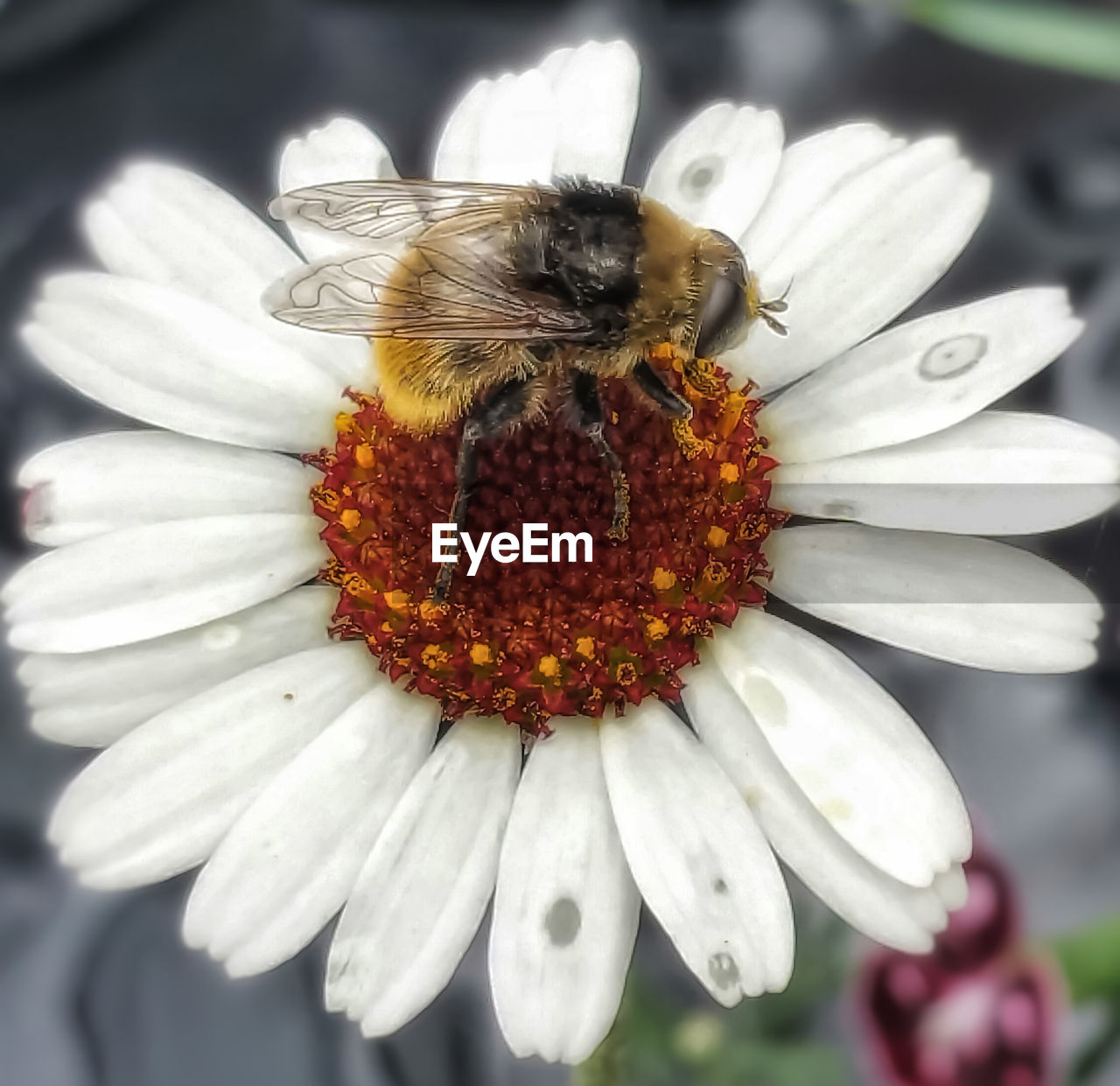 CLOSE-UP OF HONEY BEE POLLINATING ON FLOWER