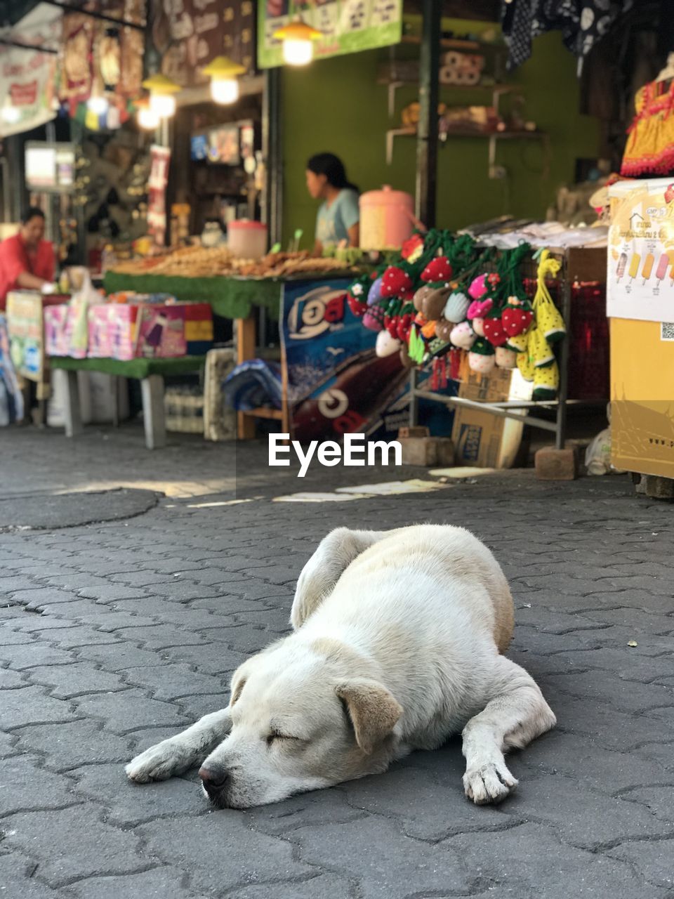 Dog sleeping on street
