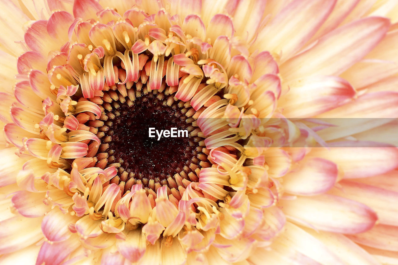 Full frame shot of pink flower