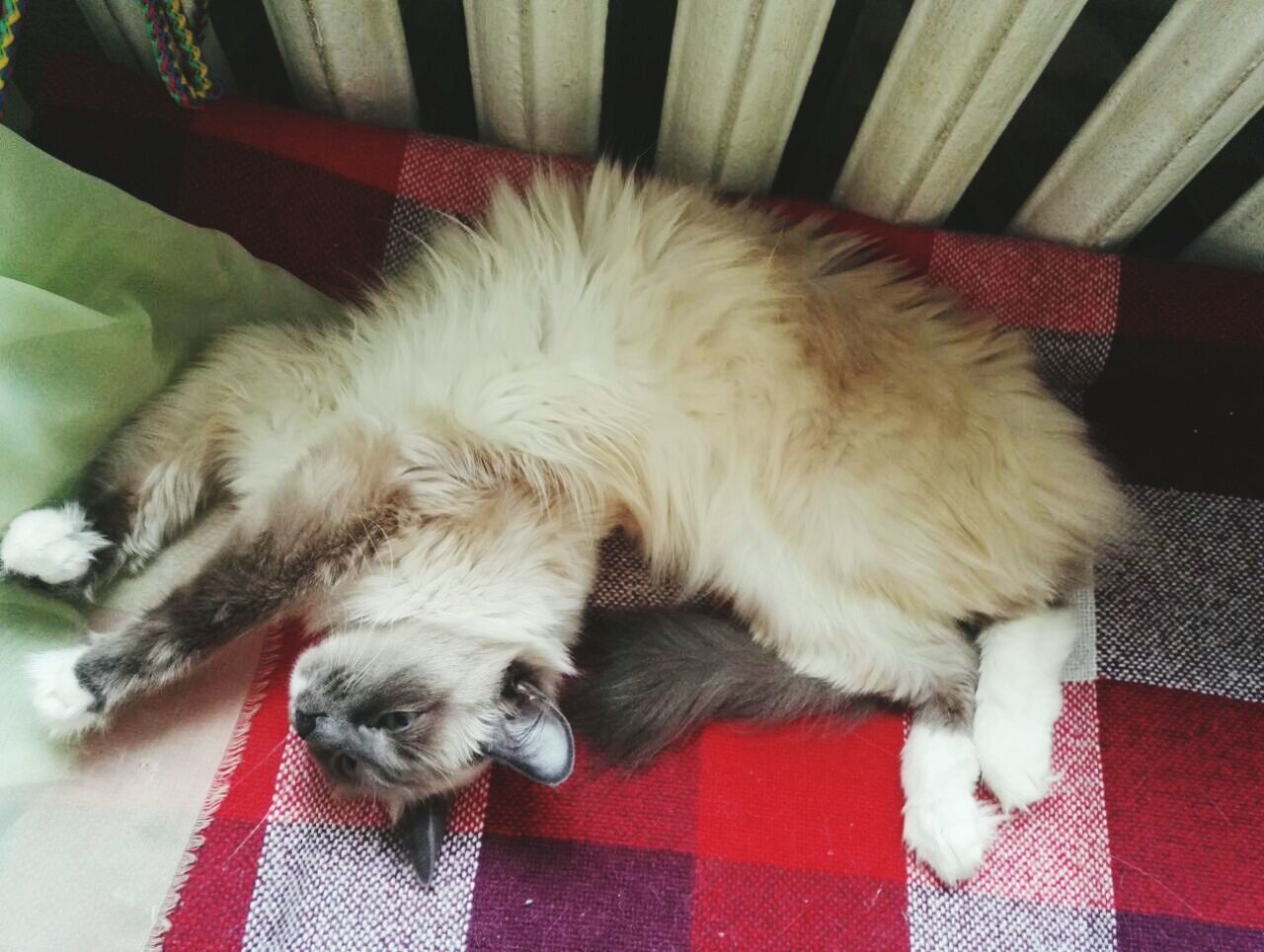 CLOSE-UP OF CAT LYING ON FLOOR