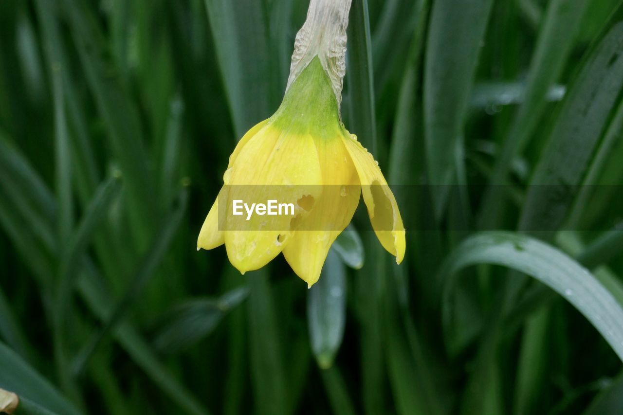 CLOSE-UP OF RAINDROPS ON YELLOW ROSE