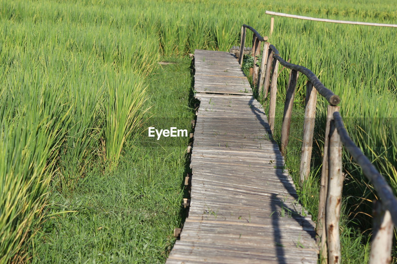 Boardwalk amidst plants on field