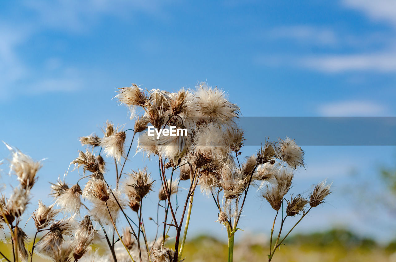 LOW ANGLE VIEW OF FLOWERING PLANT