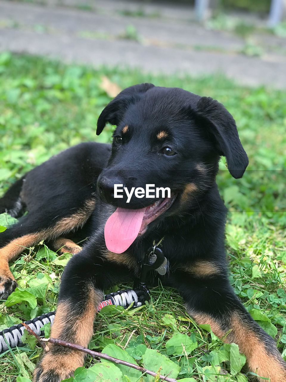 BLACK DOG SITTING ON GRASS