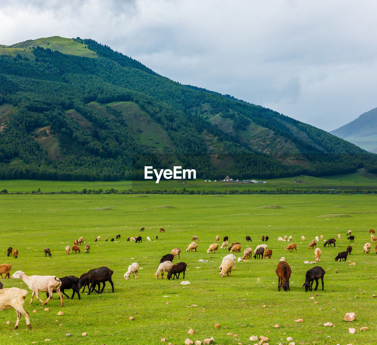 flock of sheep grazing on field against mountains