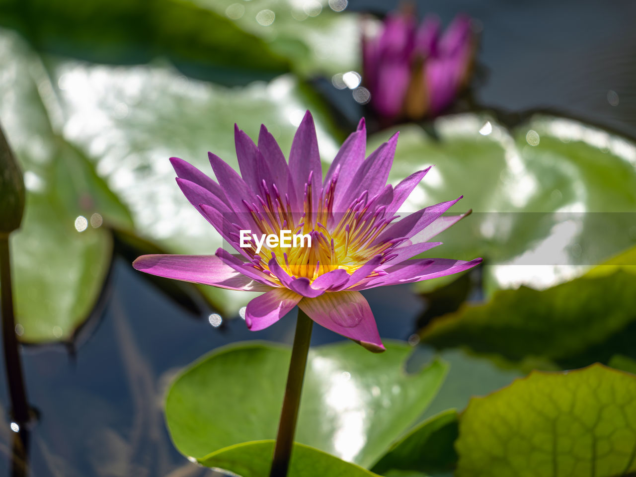 flower, flowering plant, plant, freshness, water lily, beauty in nature, leaf, water, plant part, nature, pond, macro photography, green, petal, lotus water lily, flower head, aquatic plant, close-up, lily, inflorescence, fragility, purple, pink, growth, floating, floating on water, no people, blossom, outdoors, environment, springtime, yellow, social issues, botany, pollen, sunlight, tranquility, reflection, environmental conservation, focus on foreground