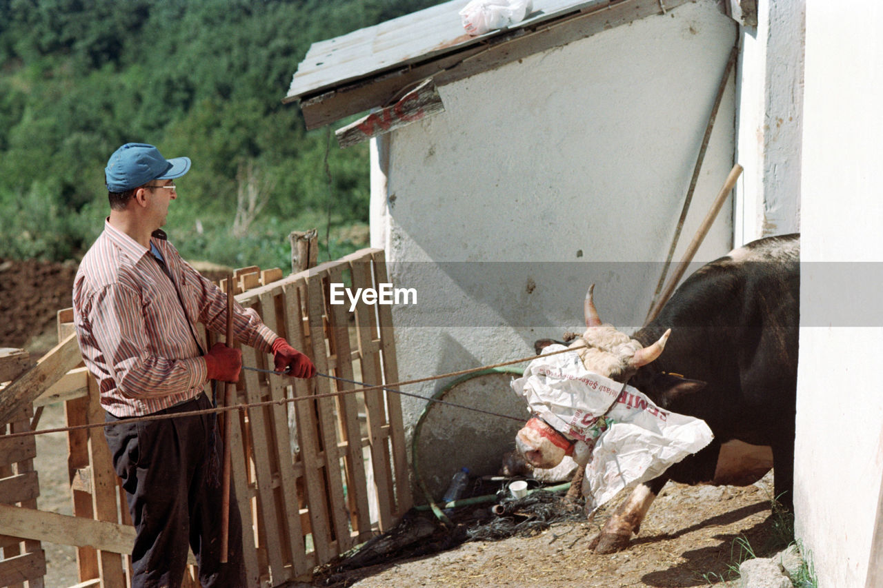 A man holding pull the ox for sacrifice