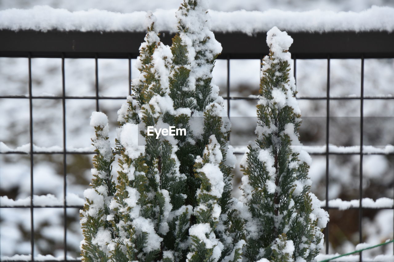 CLOSE-UP OF FROZEN PLANT ON SNOW COVERED PLANTS