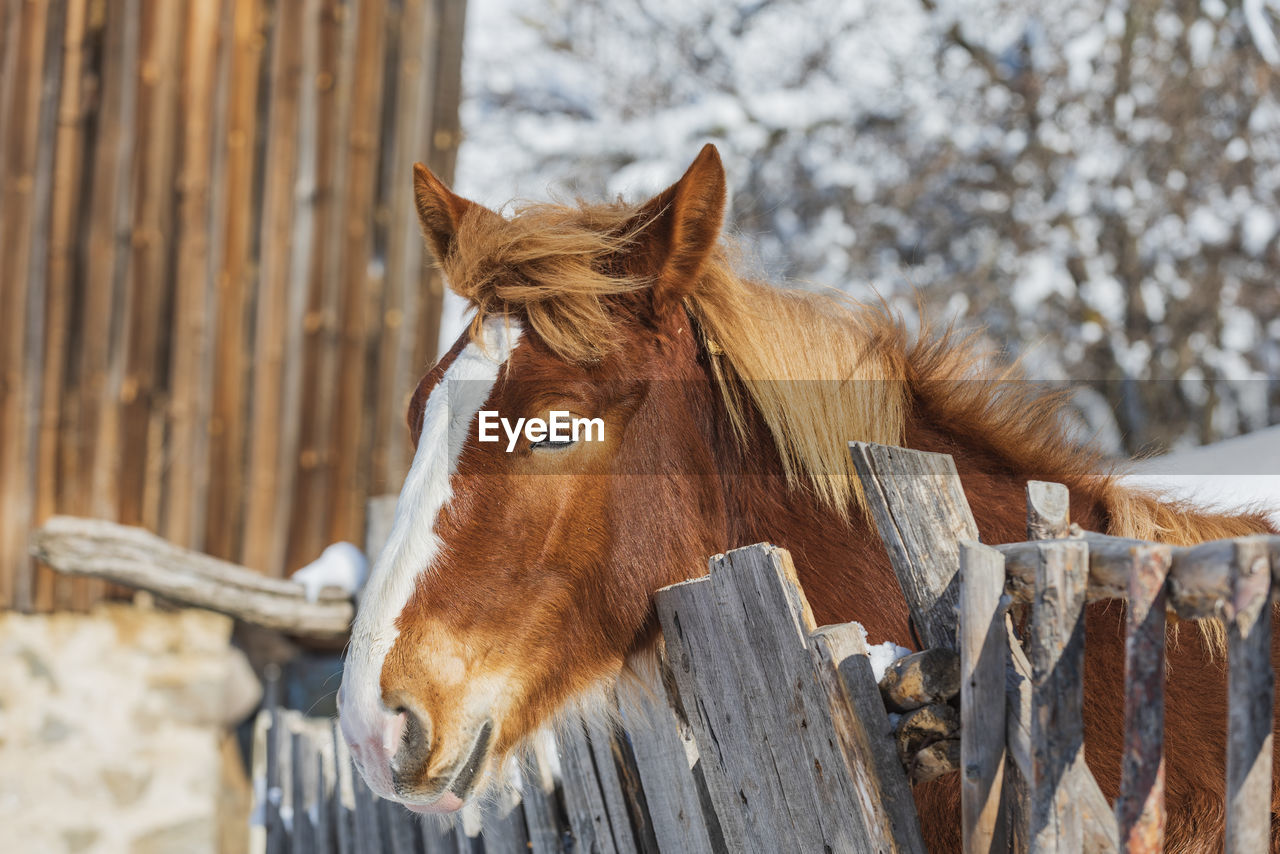 CLOSE-UP OF A HORSE