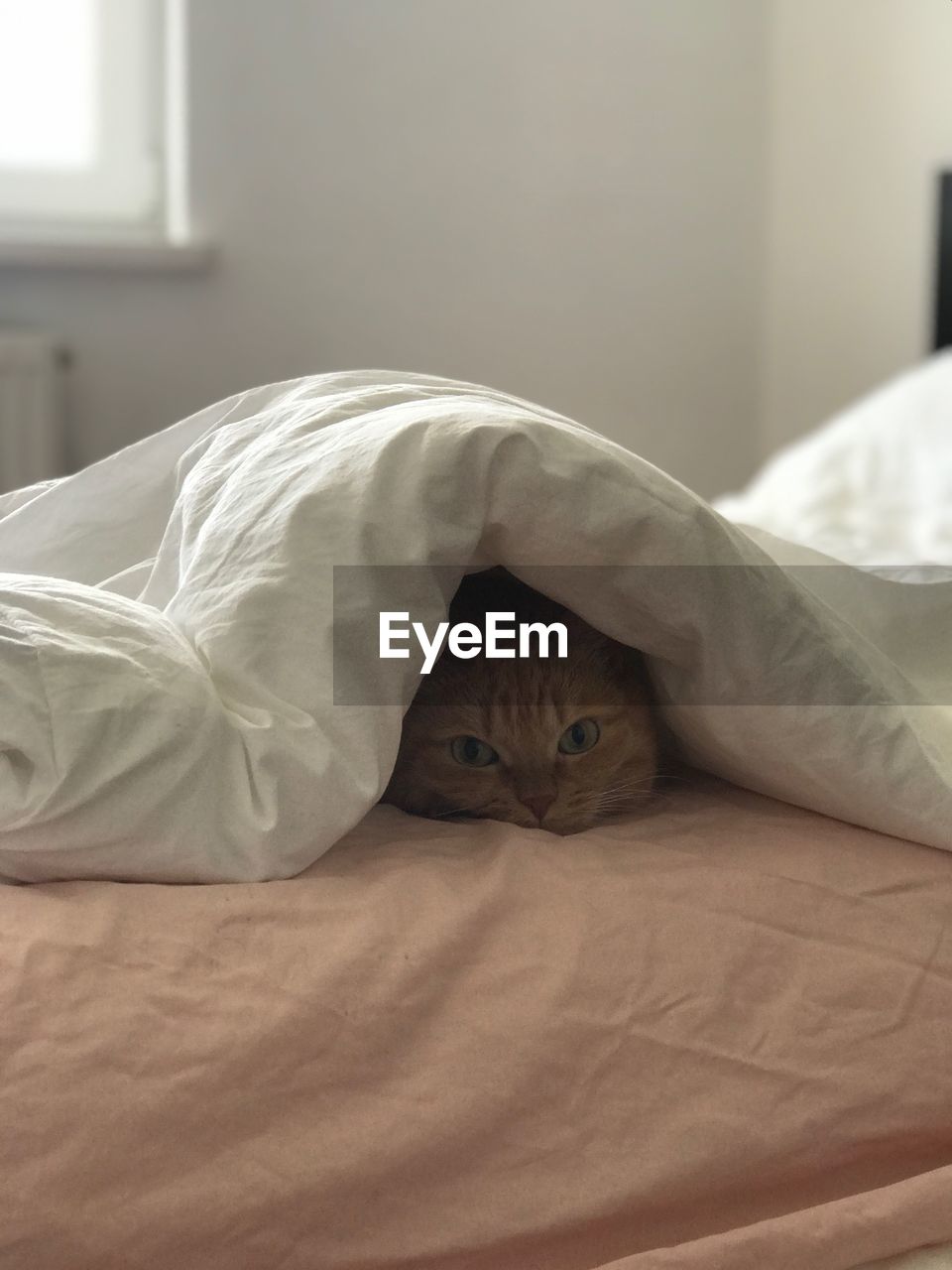 Portrait of cat relaxing under blanket on bed at home