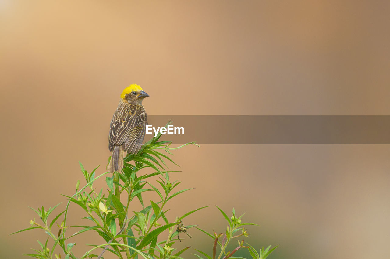 BIRD PERCHING ON PLANT