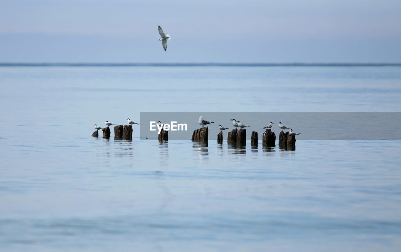 VIEW OF BIRDS IN SEA