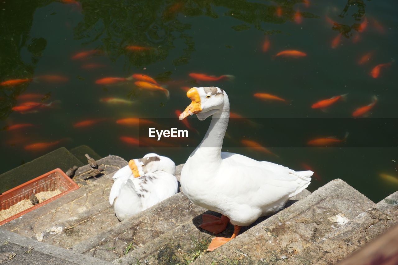 HIGH ANGLE VIEW OF BIRDS SWIMMING IN LAKE