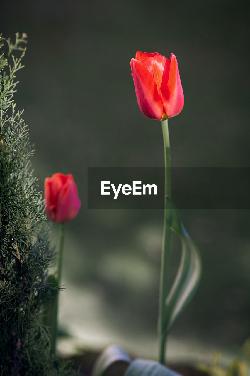 plant, flower, flowering plant, beauty in nature, freshness, nature, close-up, petal, green, flower head, fragility, red, inflorescence, macro photography, plant stem, growth, no people, rose, focus on foreground, outdoors, tulip, day, poppy, selective focus, pink, bud, leaf, springtime