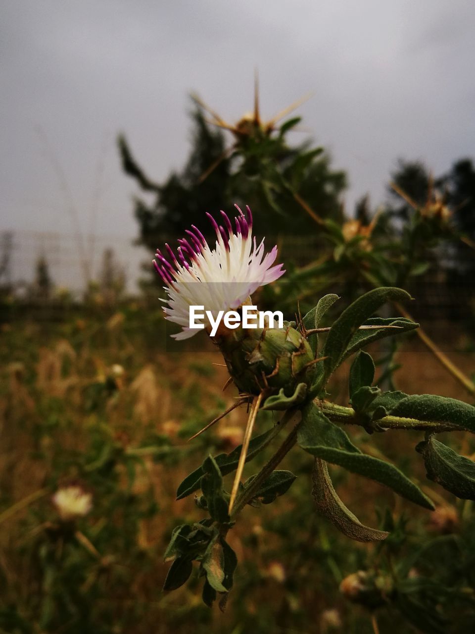 CLOSE-UP OF FLOWERING PLANT ON FIELD