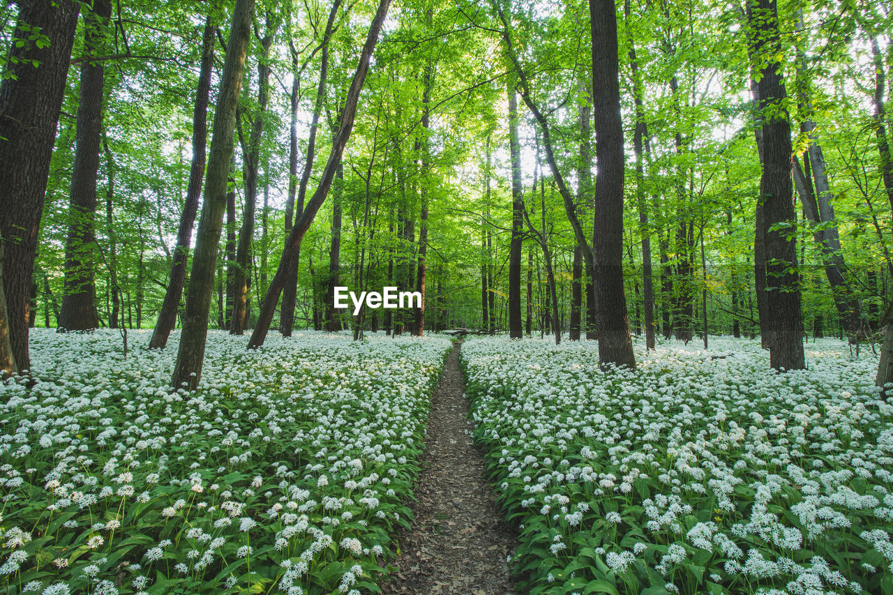 Sunset in a protected forest with white growing bear garlic. polanska niva, ostrava, czech republic.