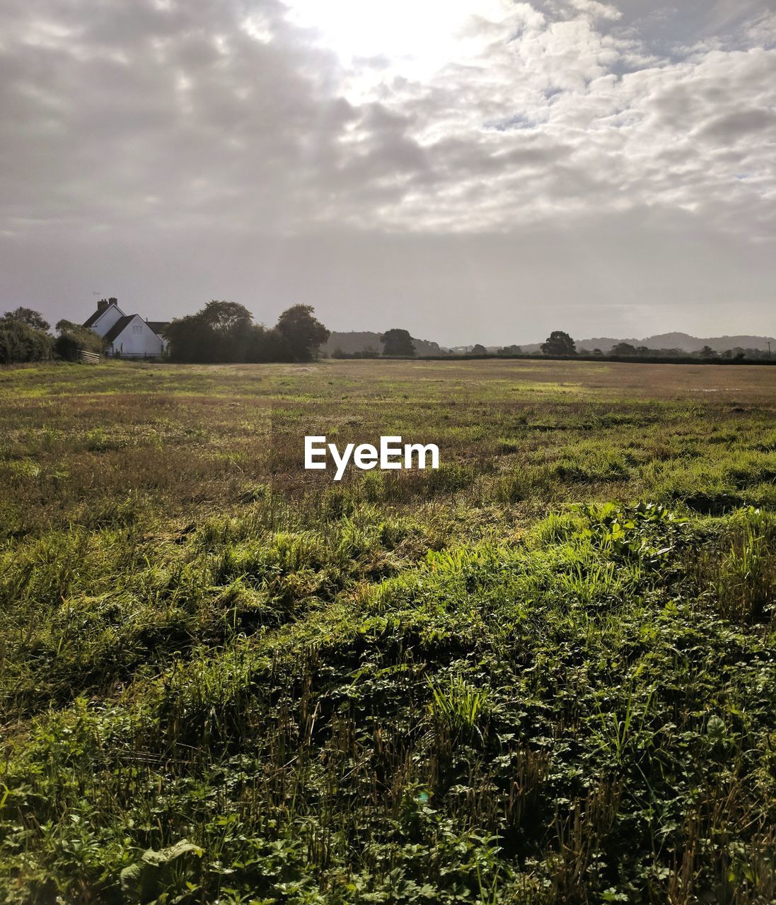 FIELD AGAINST SKY