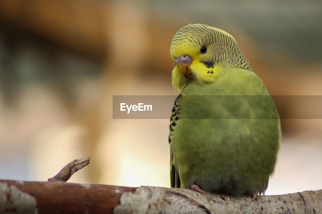 CLOSE-UP OF PARROT PERCHING ON A LEAF