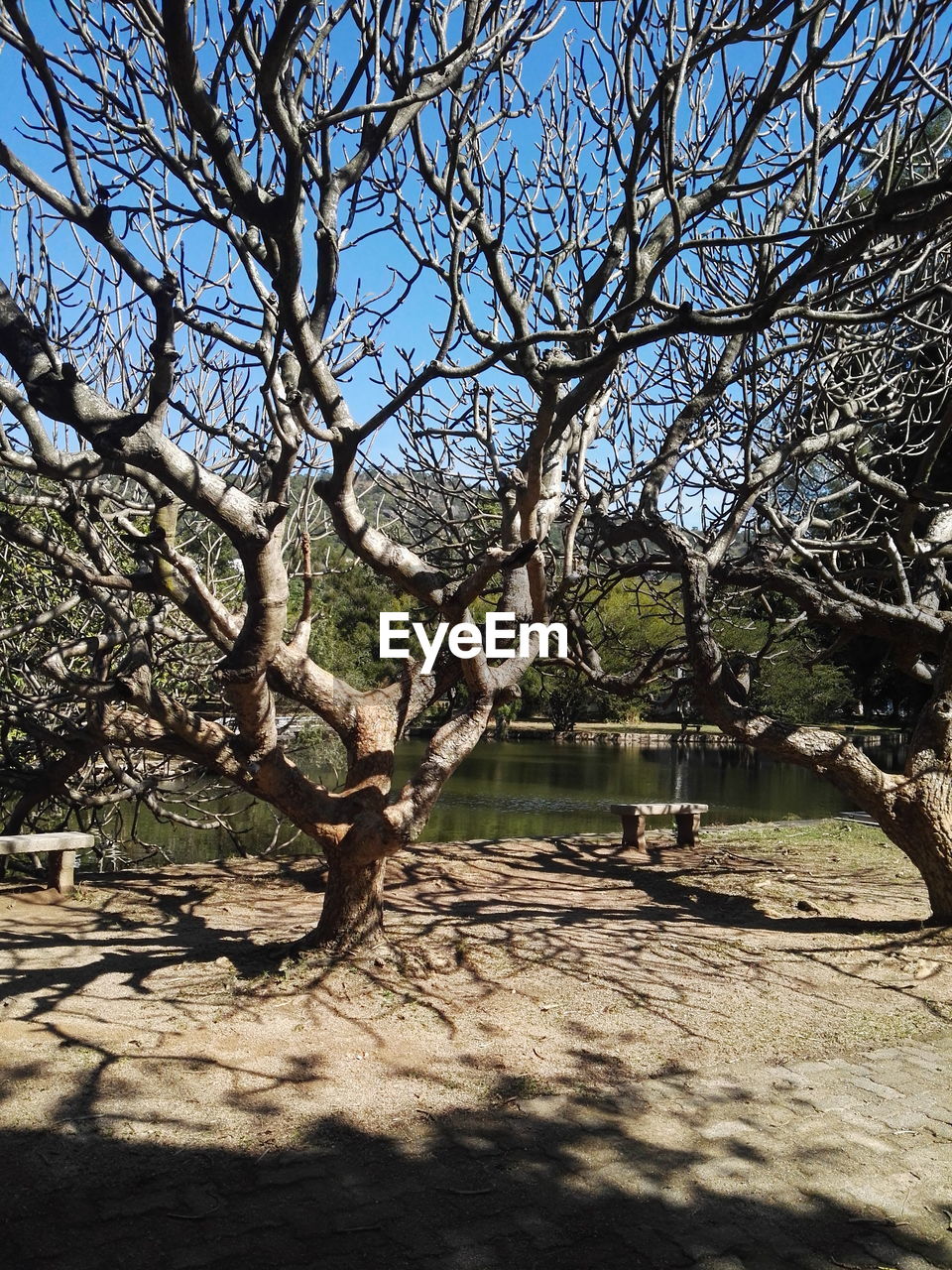 BARE TREE AGAINST LAKE