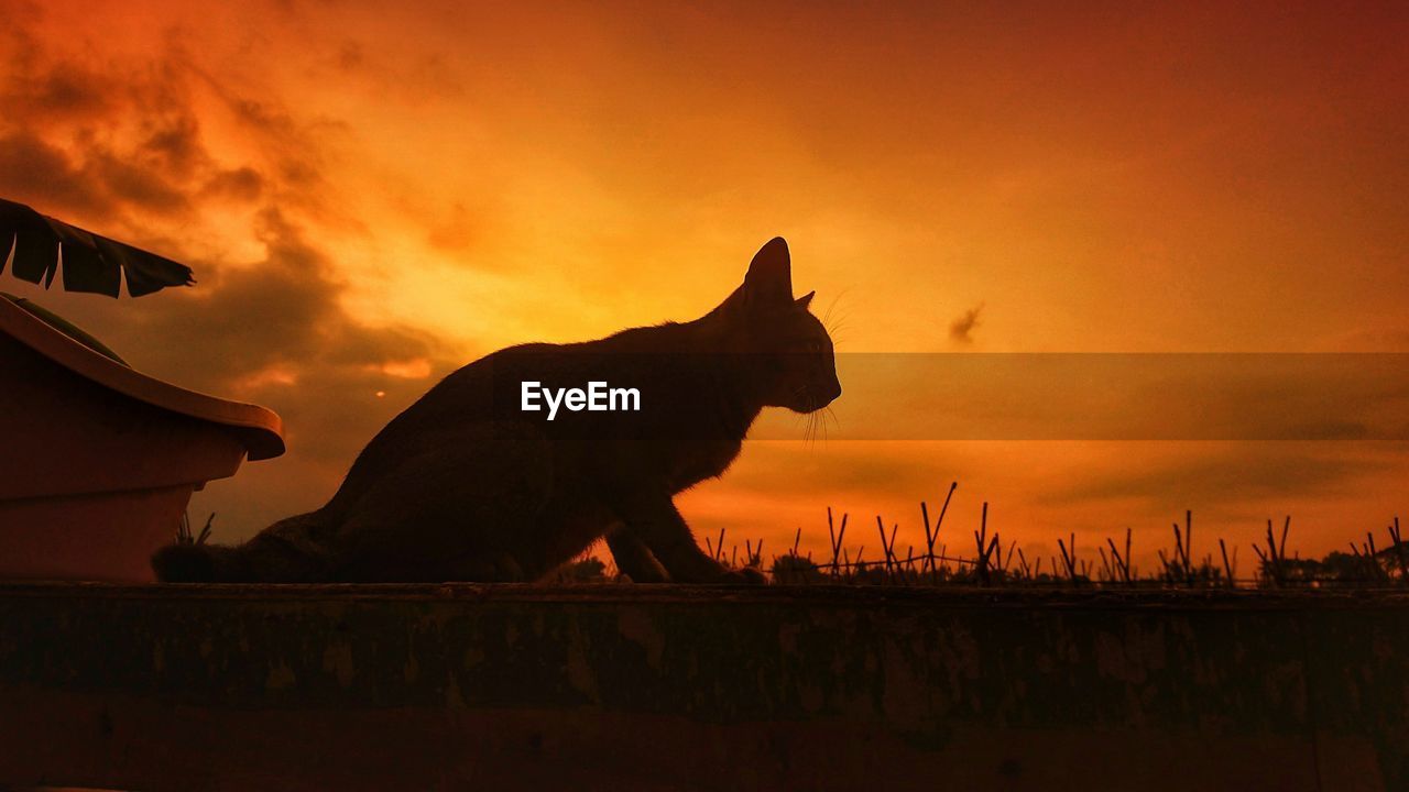 CLOSE-UP OF SILHOUETTE HORSE AGAINST SKY