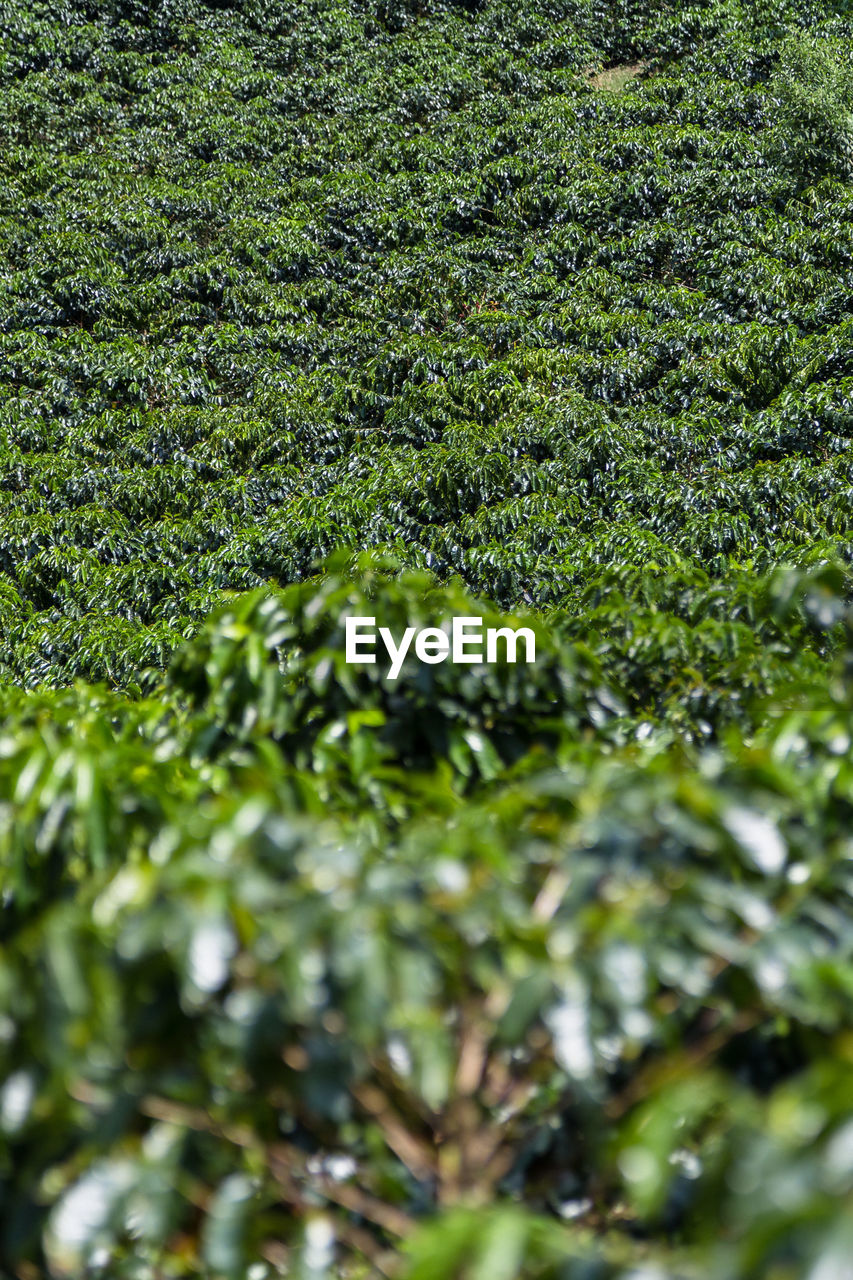 FULL FRAME SHOT OF PLANTS ON LAND