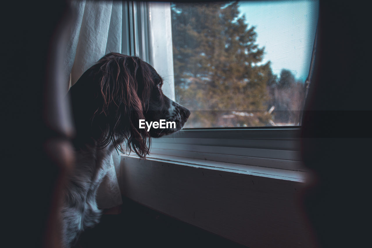 Dog looking through window at home