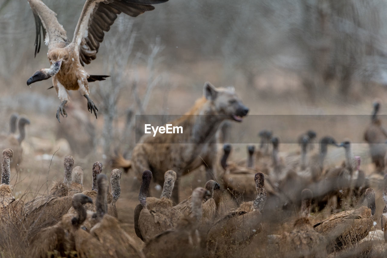 Flock of birds in a field