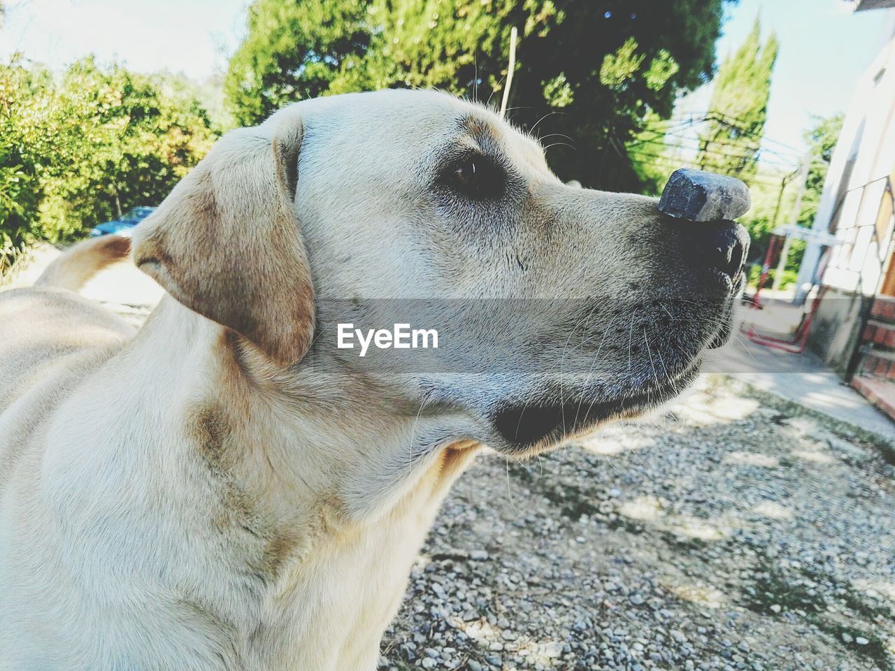 CLOSE-UP OF DOG LOOKING AWAY OUTDOORS