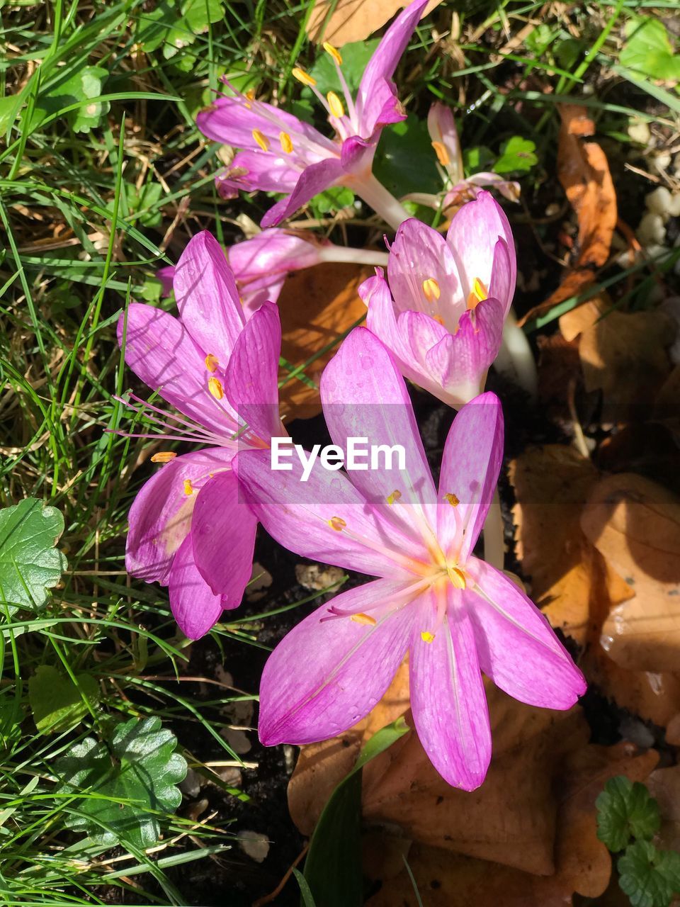 CLOSE-UP OF PURPLE FLOWERS