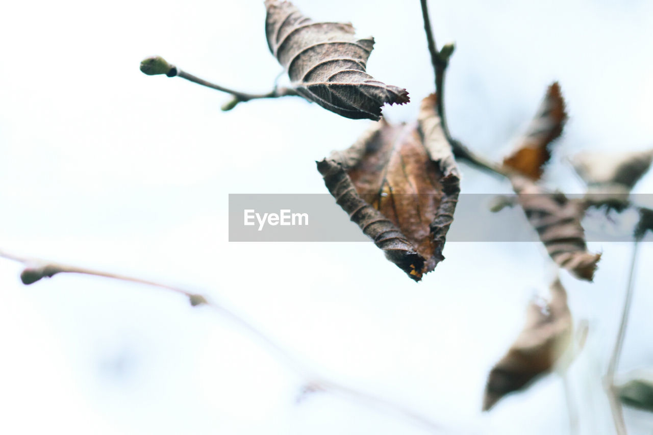 Close-up of dry leaf on branch