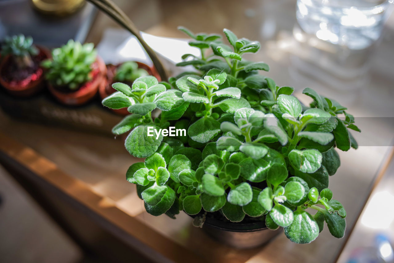 High angle view of hurb on table