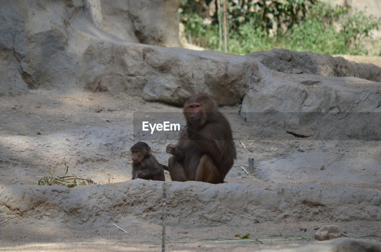 Baboons and infant on rock formations