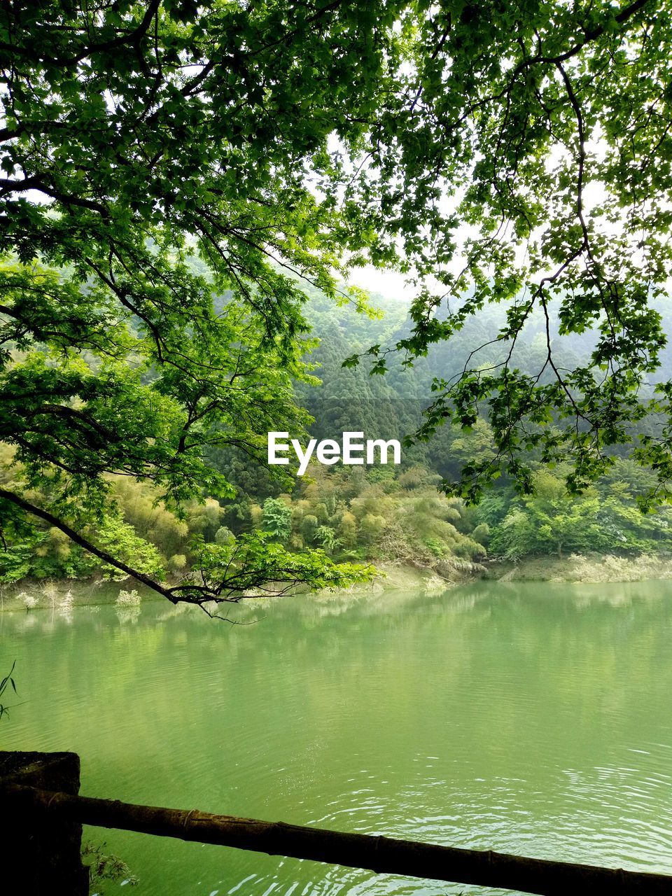 TREE BY LAKE AGAINST SKY