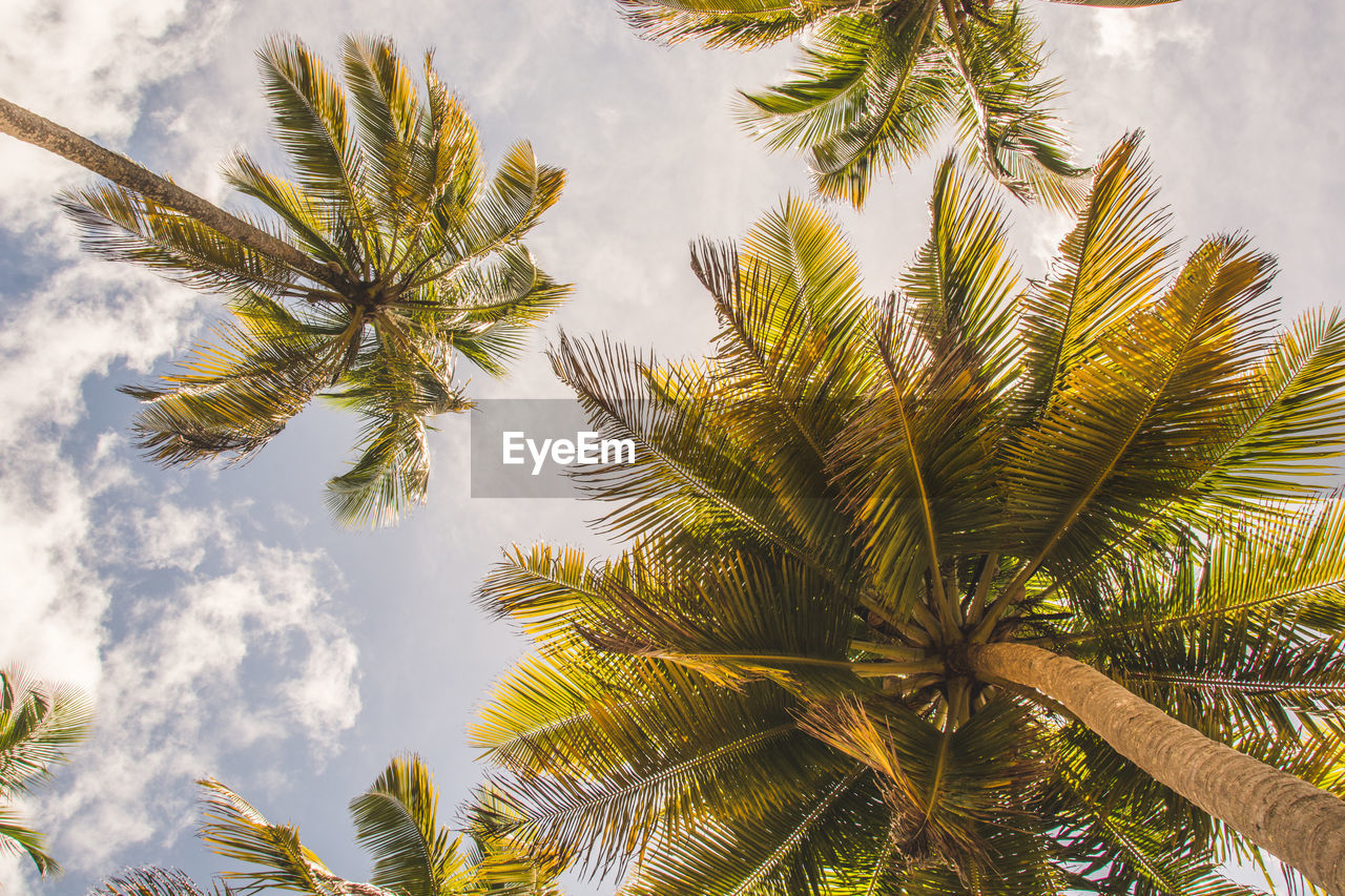 LOW ANGLE VIEW OF COCONUT PALM TREES AGAINST SKY