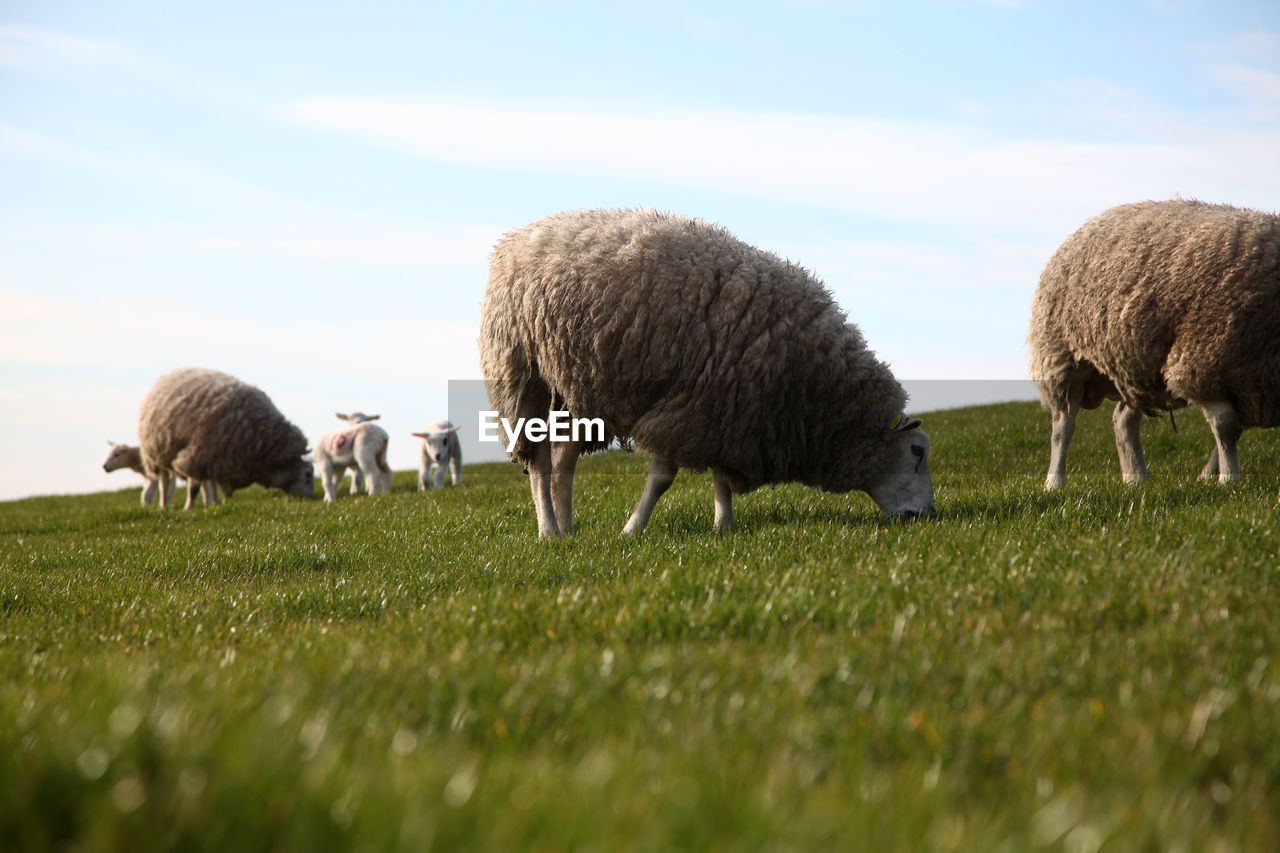 VIEW OF SHEEP GRAZING IN FIELD