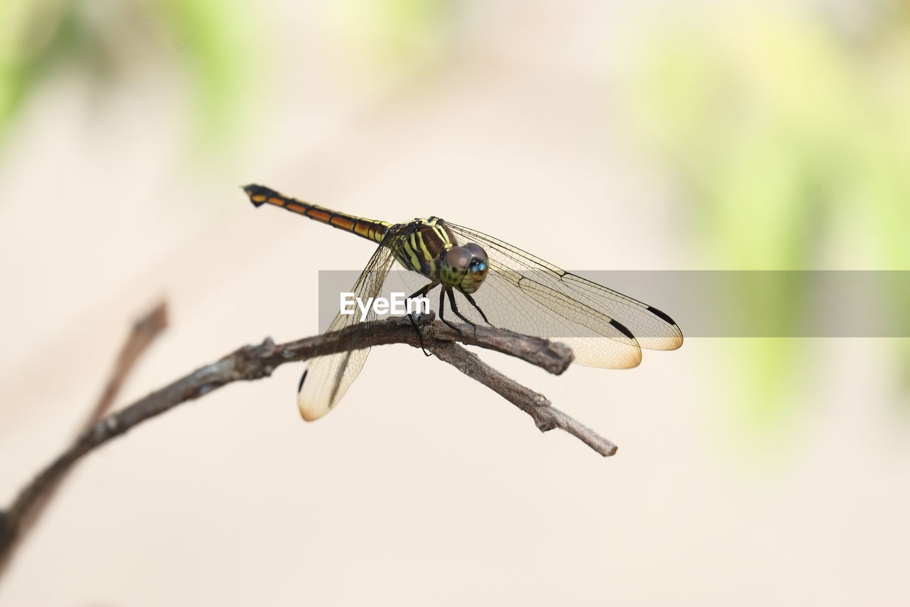 CLOSE-UP OF DRAGONFLY ON TWIG