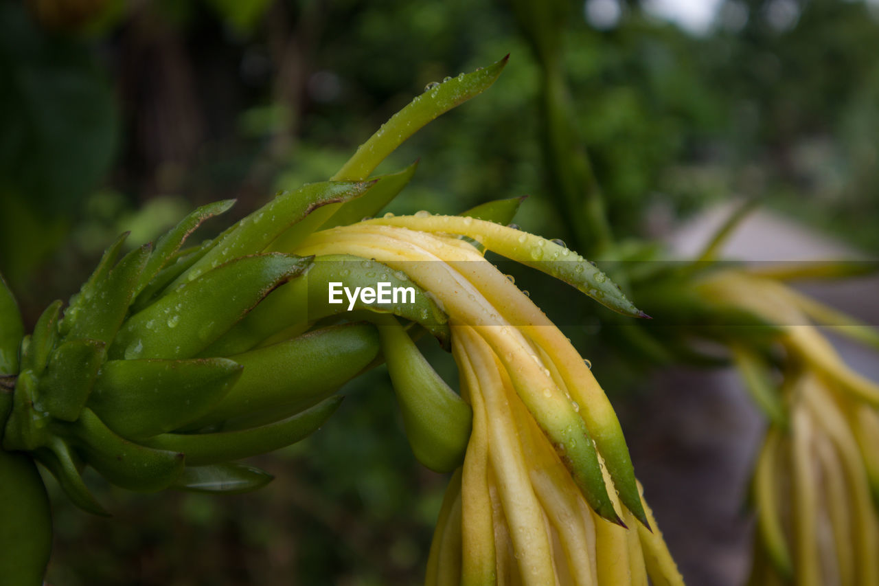 CLOSE-UP OF FRESH GREEN PLANTS