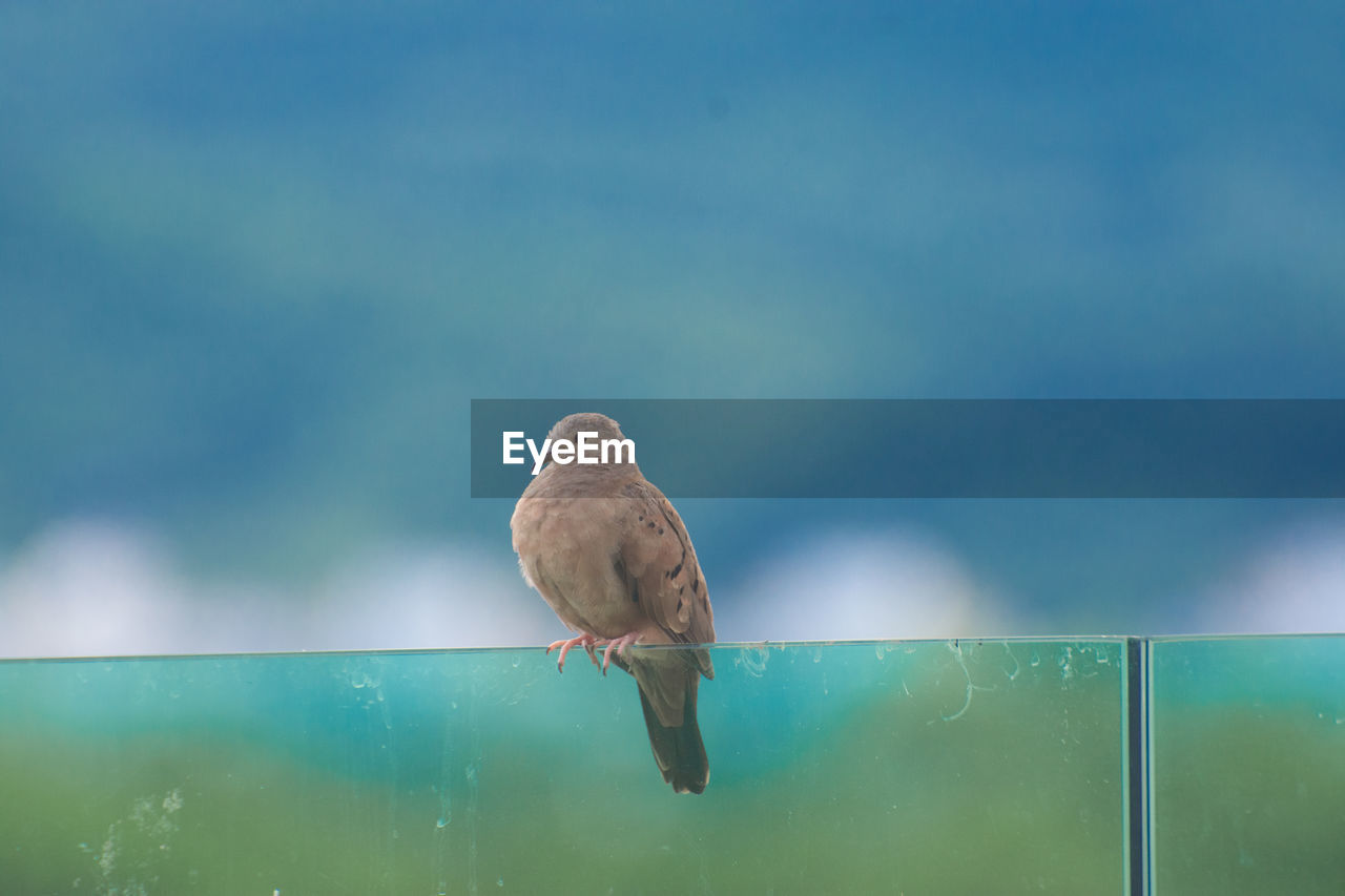 LOW ANGLE VIEW OF BIRD PERCHING ON A METAL