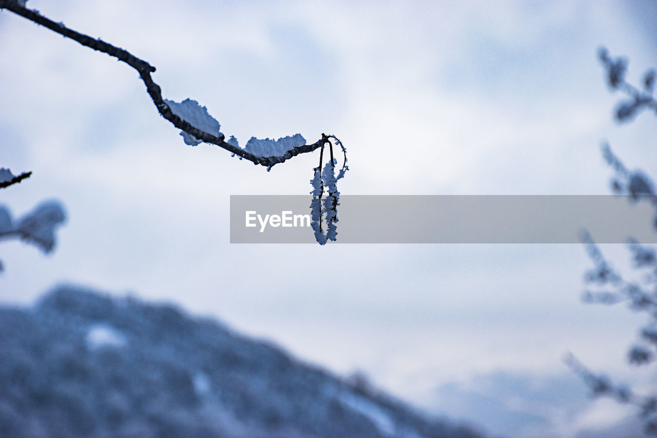 Low angle view of frozen branch against sky