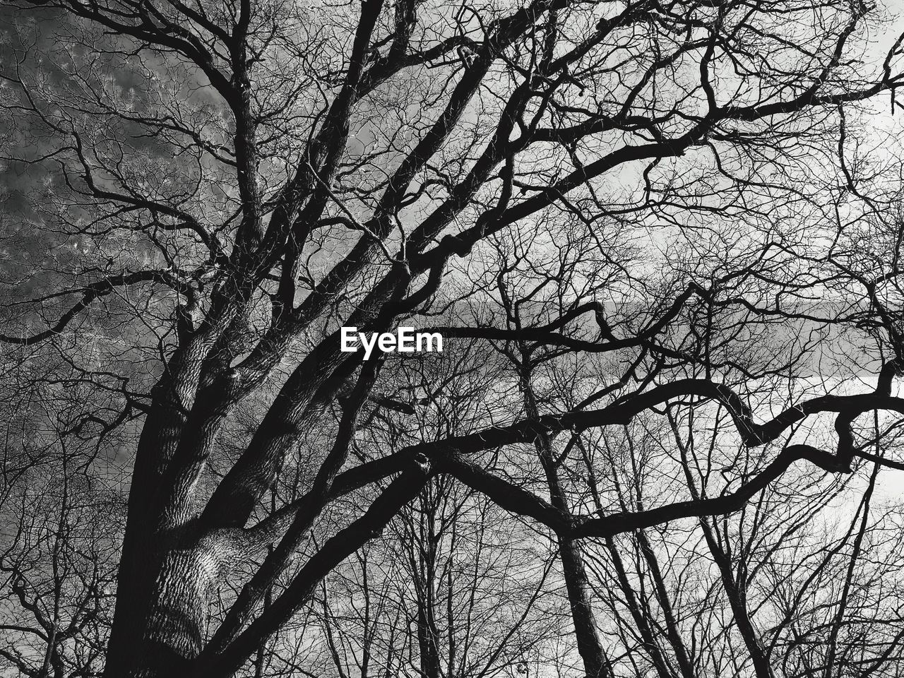 LOW ANGLE VIEW OF BARE TREES AGAINST THE SKY