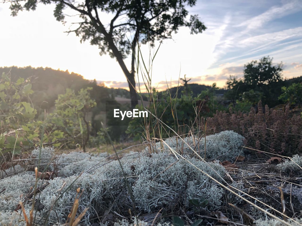 PLANTS GROWING ON LAND AGAINST SKY