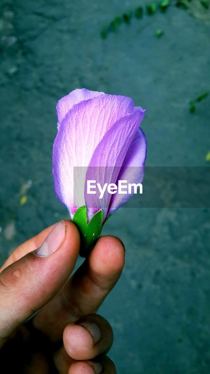 CLOSE-UP OF HAND HOLDING PURPLE ROSE