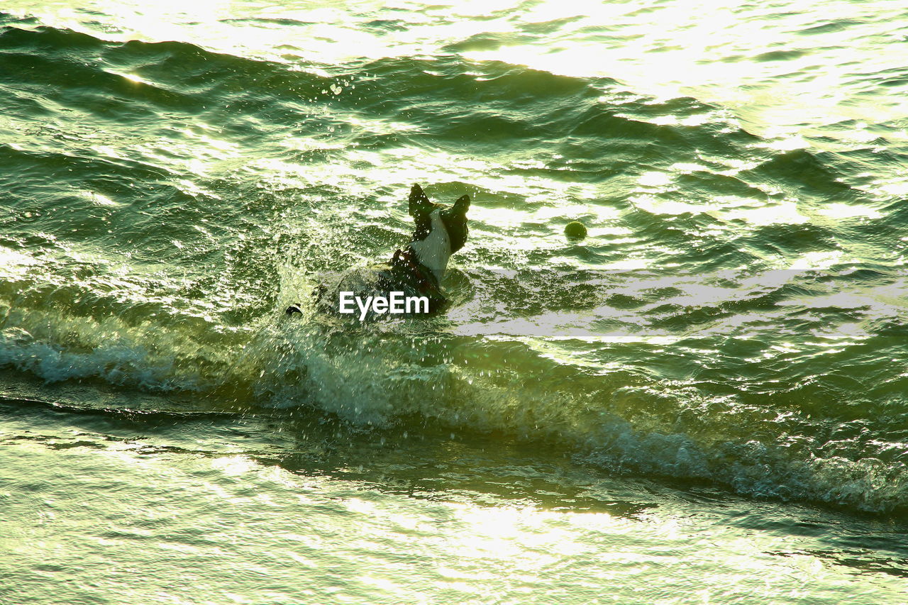 HIGH ANGLE VIEW OF BIRD AT WATER